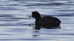 coot3-t.jpg