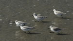 plovers-t.jpg